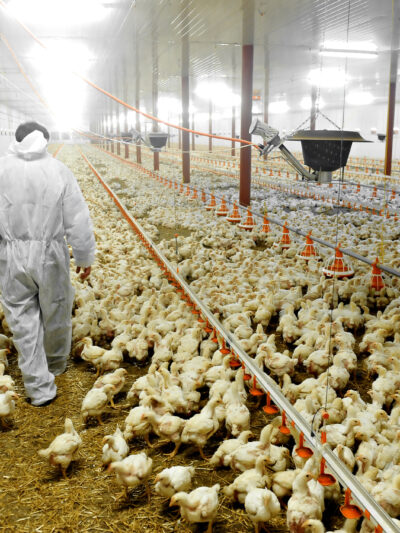 ag gag